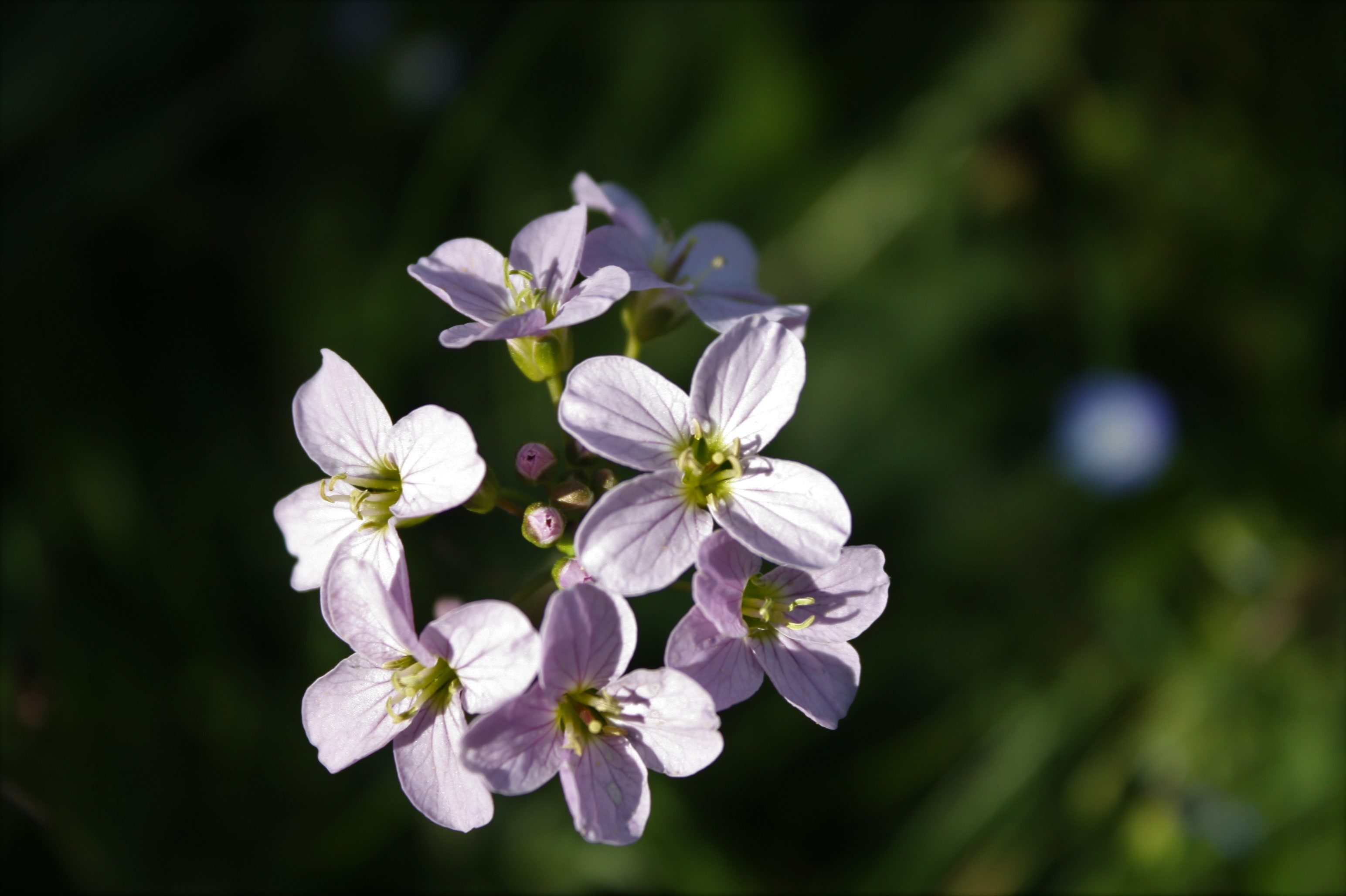 Annexe IMG_5517 (2).JPG