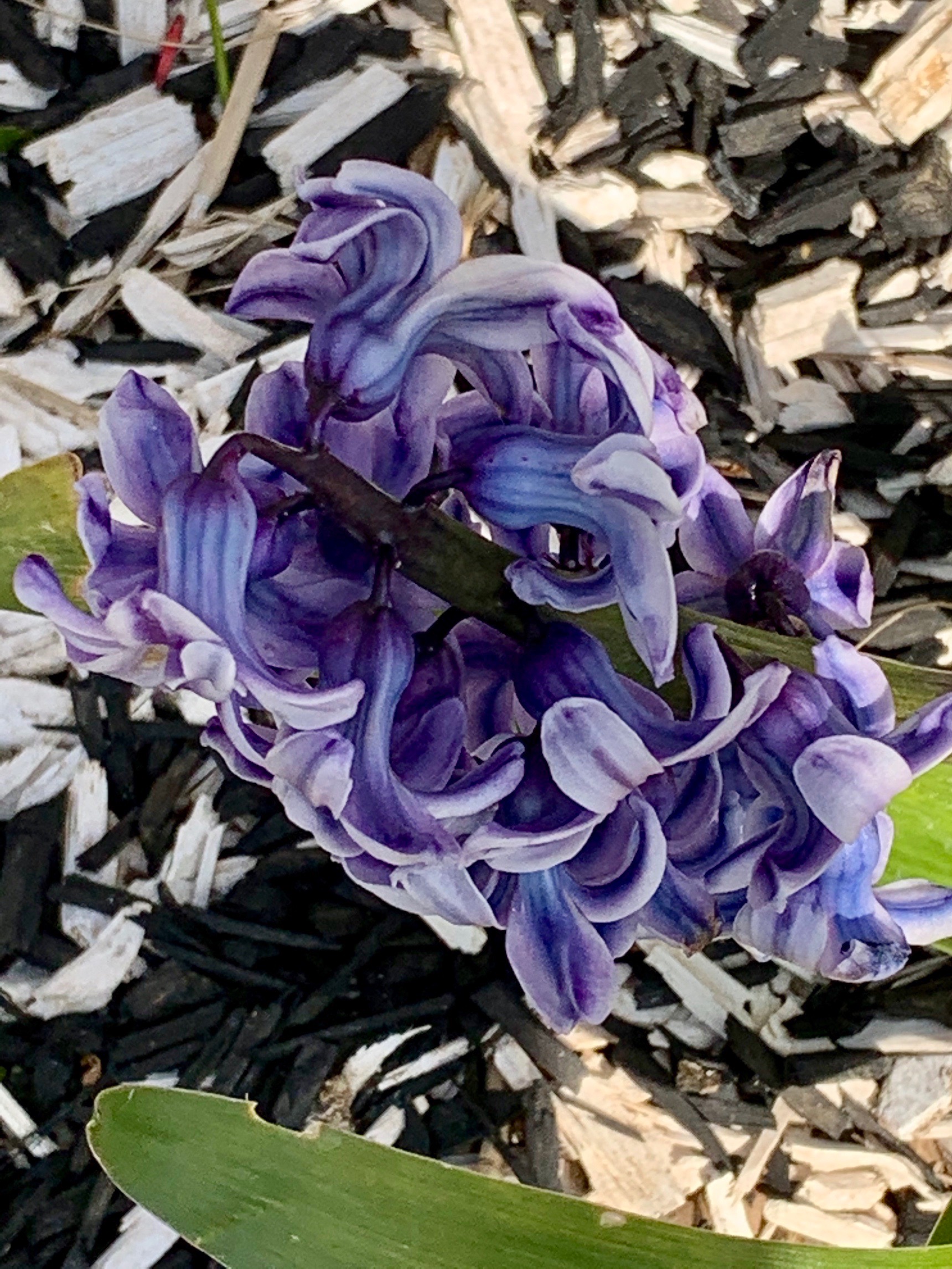 Annexe IMG_0277.jpeg