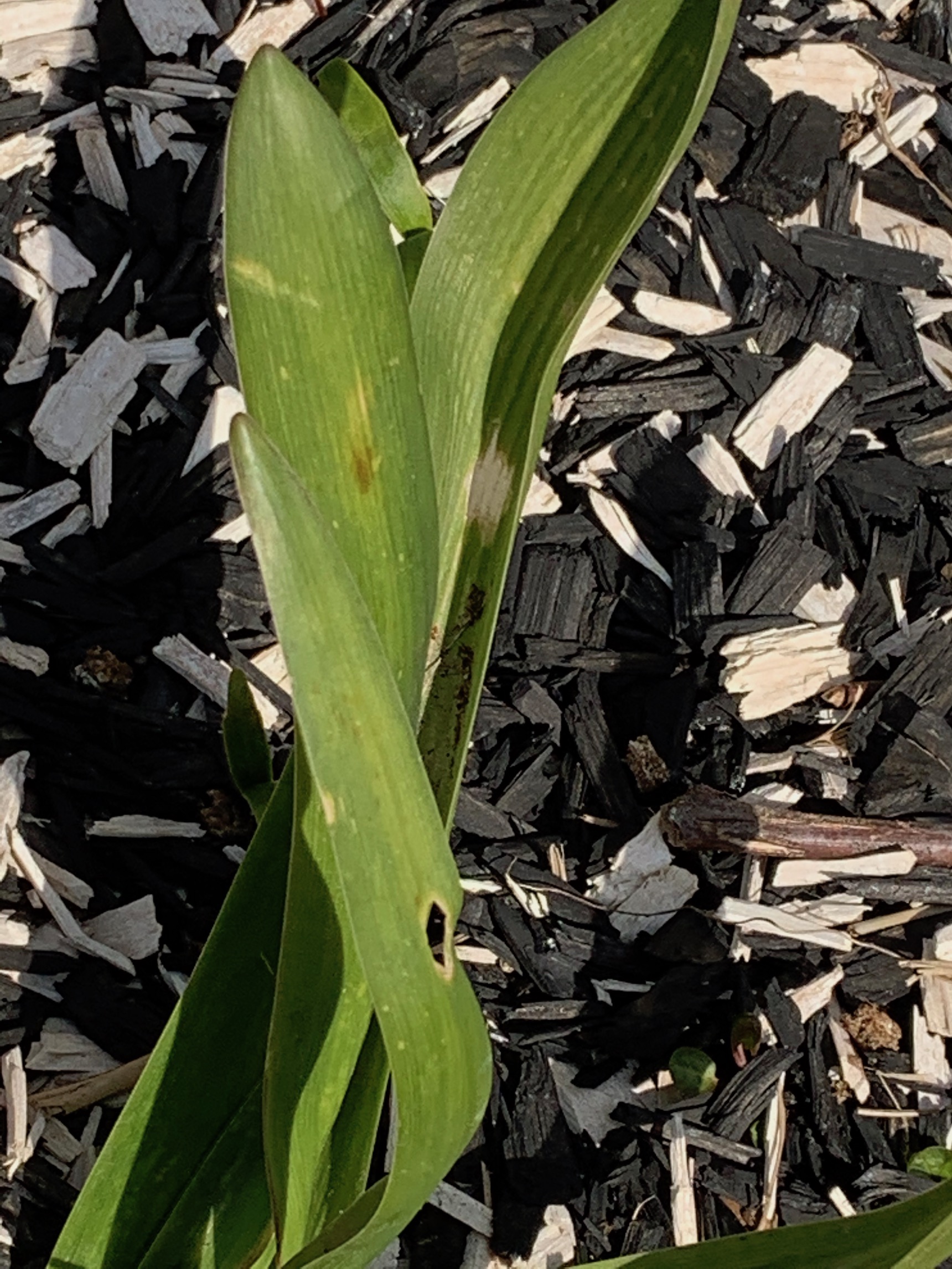 Annexe IMG_0278.jpeg