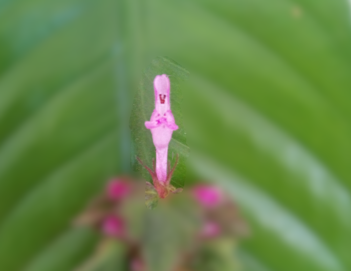 Annexe face fleurs.PNG