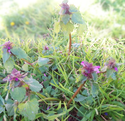 Annexe fleur de loin.PNG