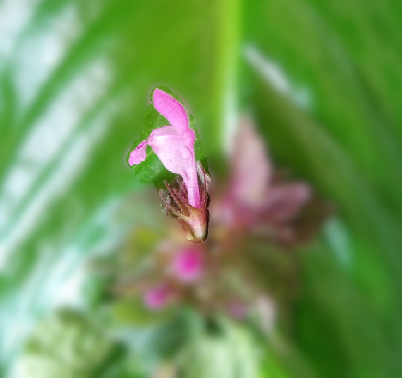 Annexe profile fleur.PNG