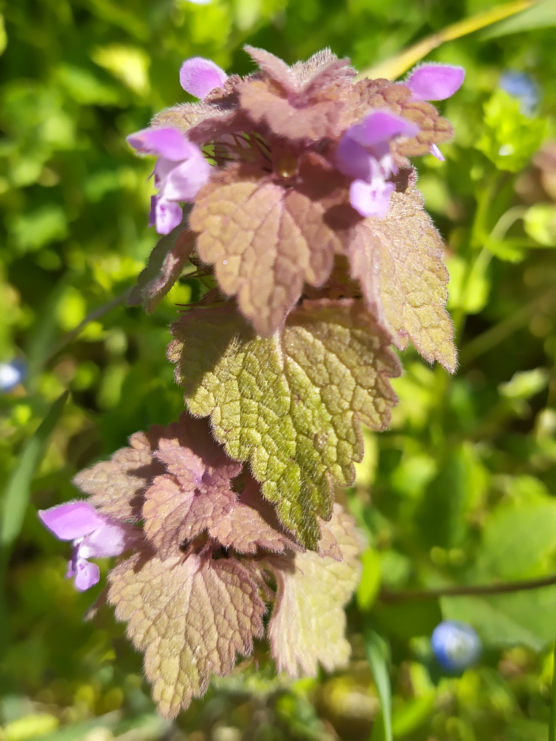 Annexe Lamier_Vue1.jpg