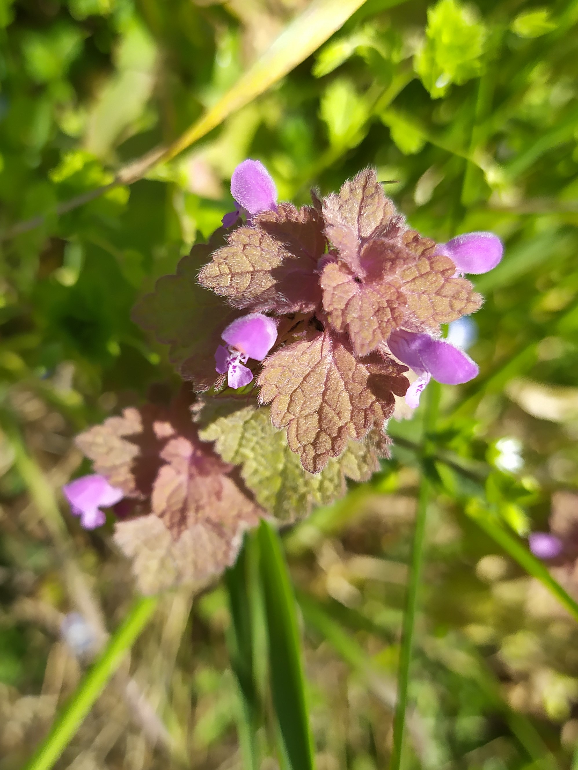 Annexe Lamier_Vue2.jpg