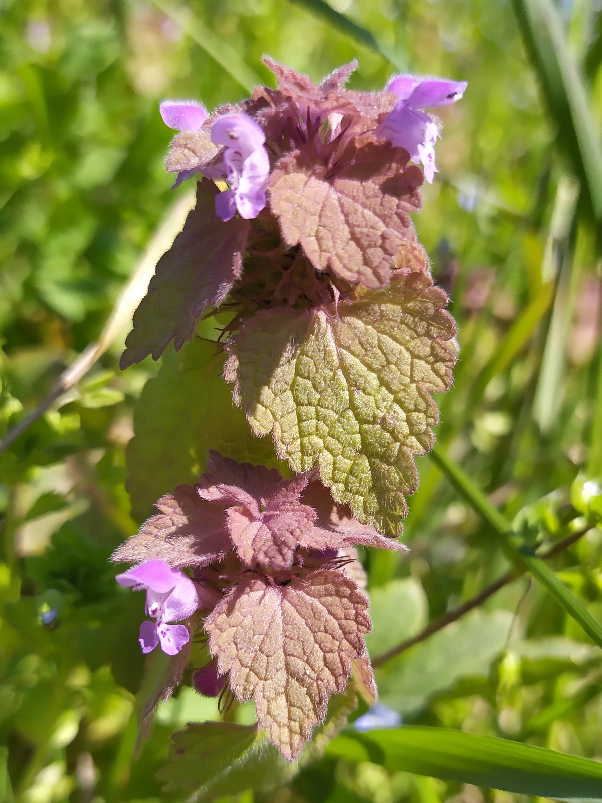 Annexe Lamier_Vue3.jpg