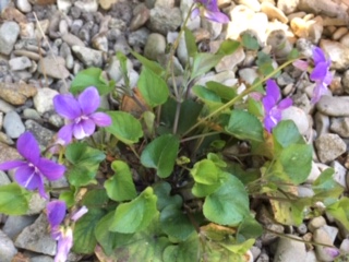 Annexe IMG_5300 (3).JPG