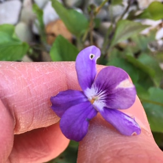 Annexe IMG_5301 (1).JPG