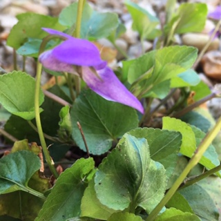 Annexe IMG_5304 (2).JPG