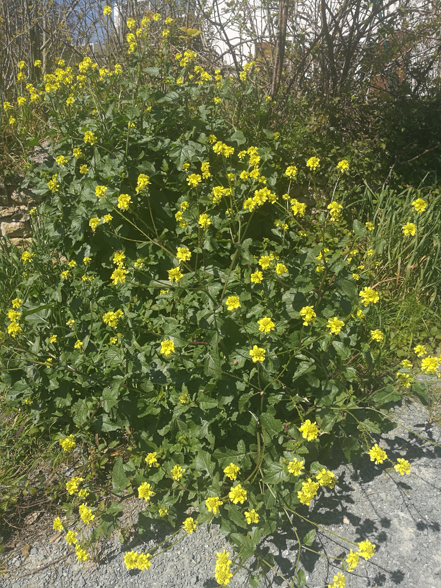 Annexe IMG_20200401_141236_tela.jpg