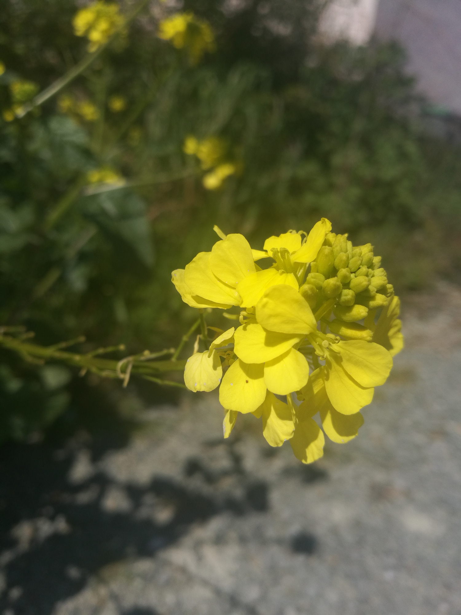 Annexe IMG_20200401_141302_tela.jpg