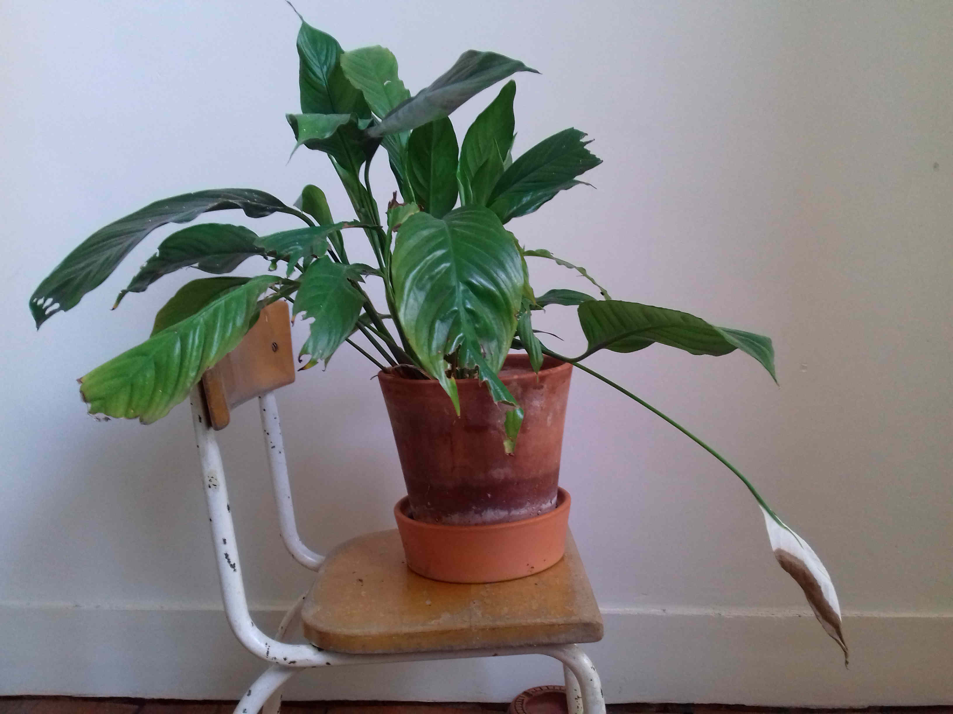 Annexe 20200401_144028-l.jpg