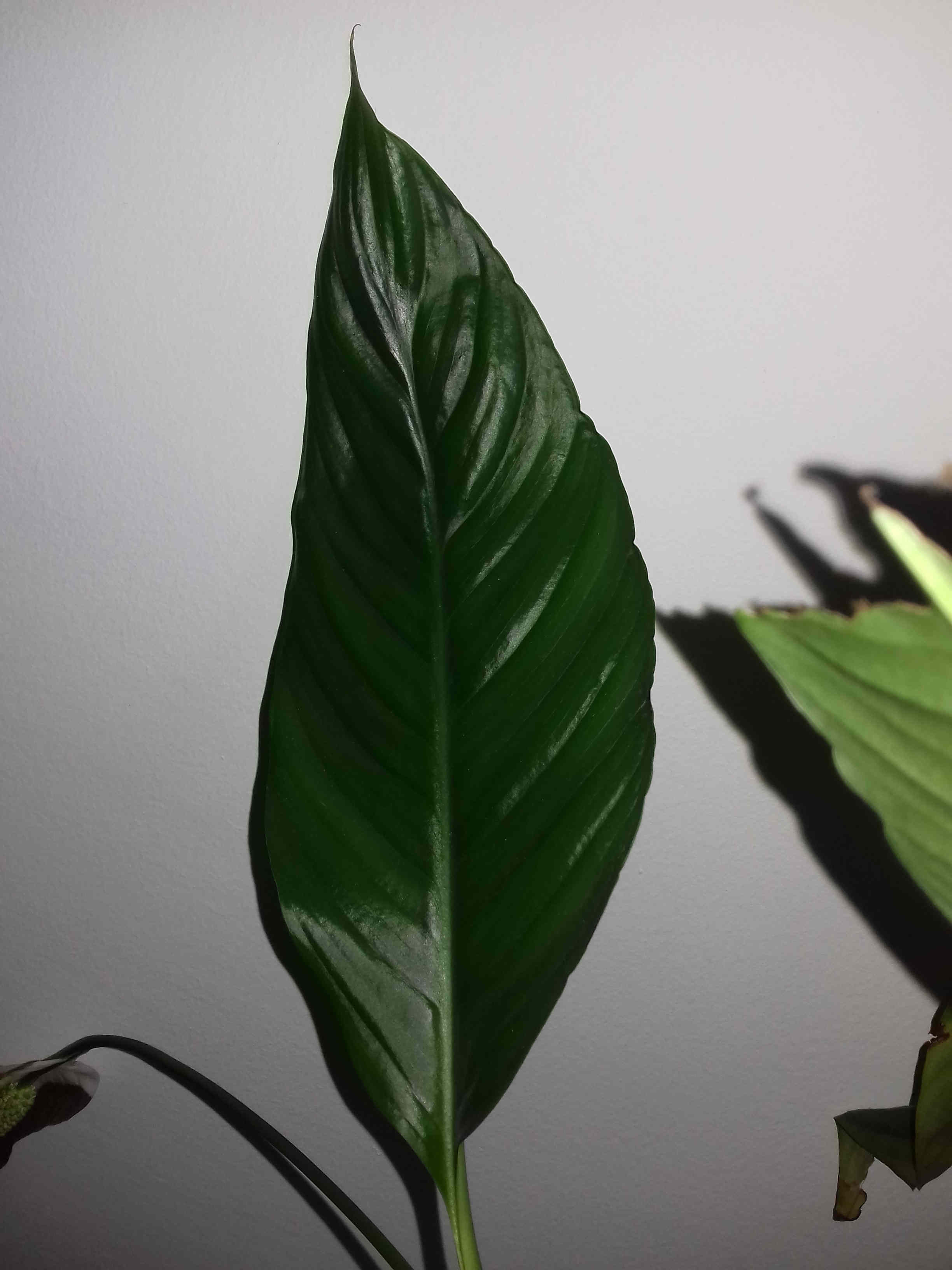 Annexe 20200401_144209-l.jpg