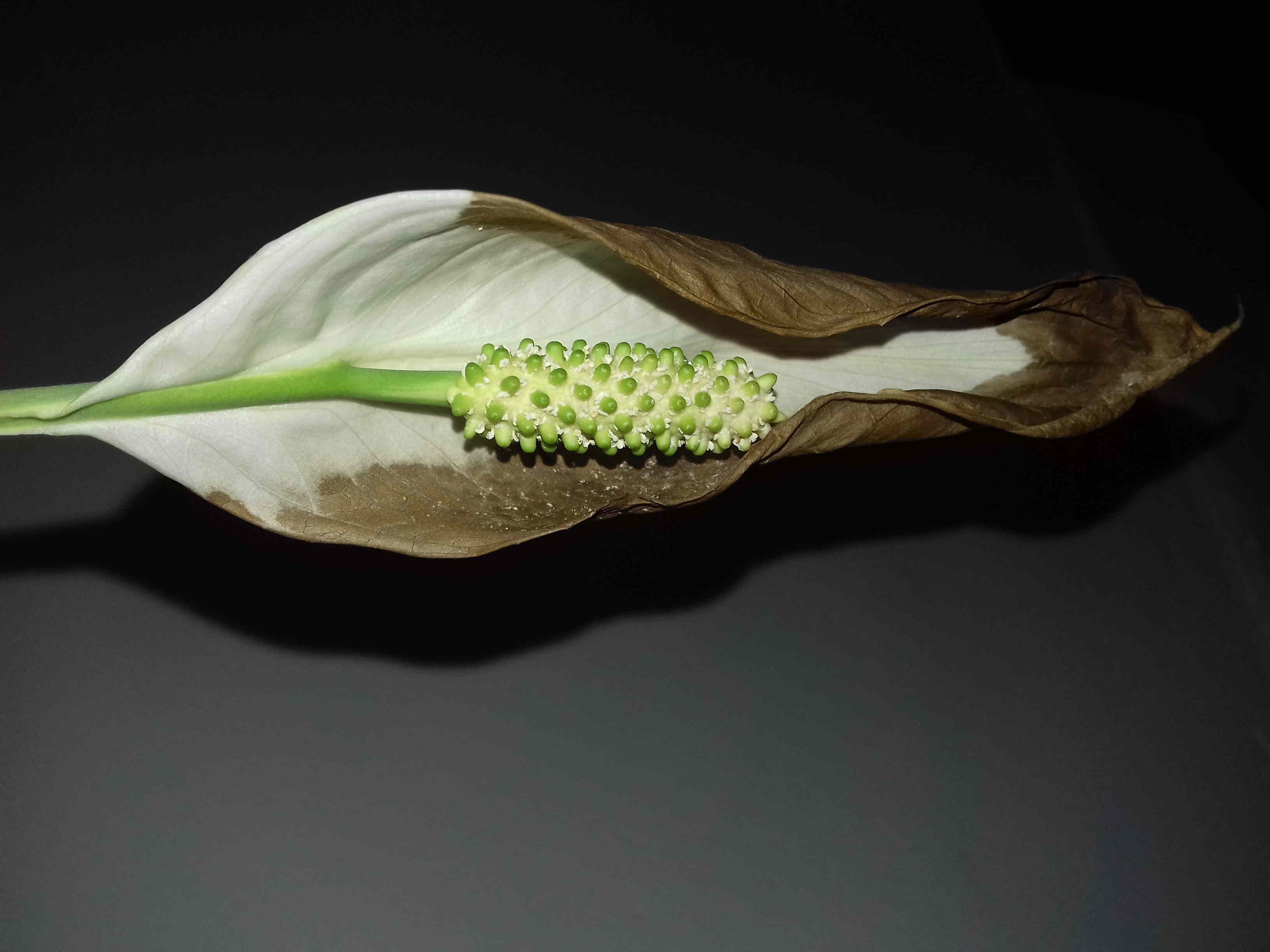 Annexe 20200401_144241-l.jpg