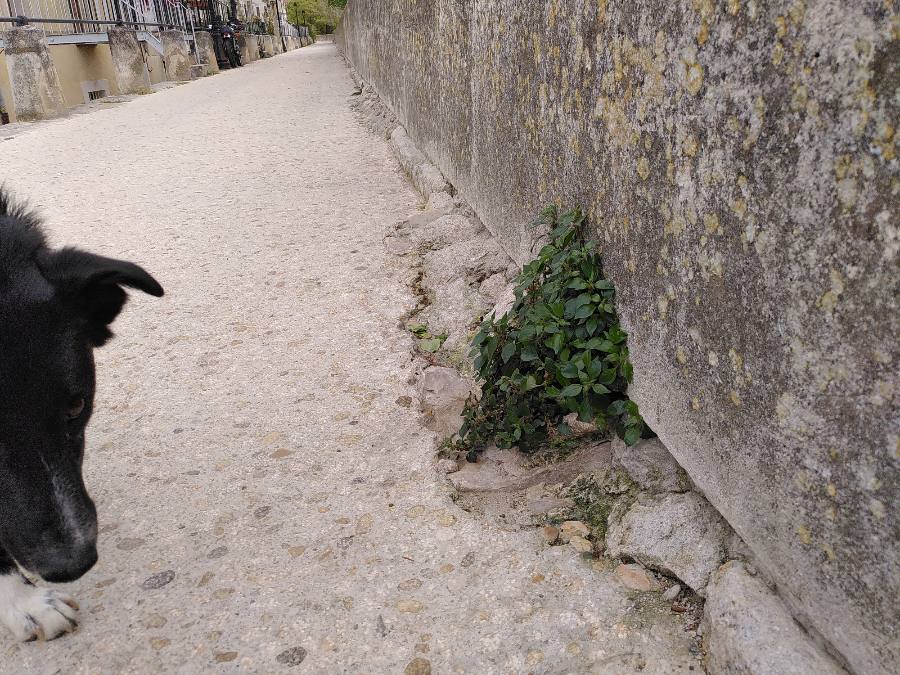 Annexe Parietaria_judaica_vue_environnement.JPEG