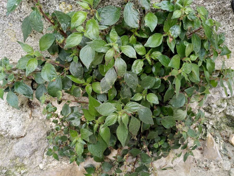 Annexe Parietaria_judaica_vue_large.JPEG