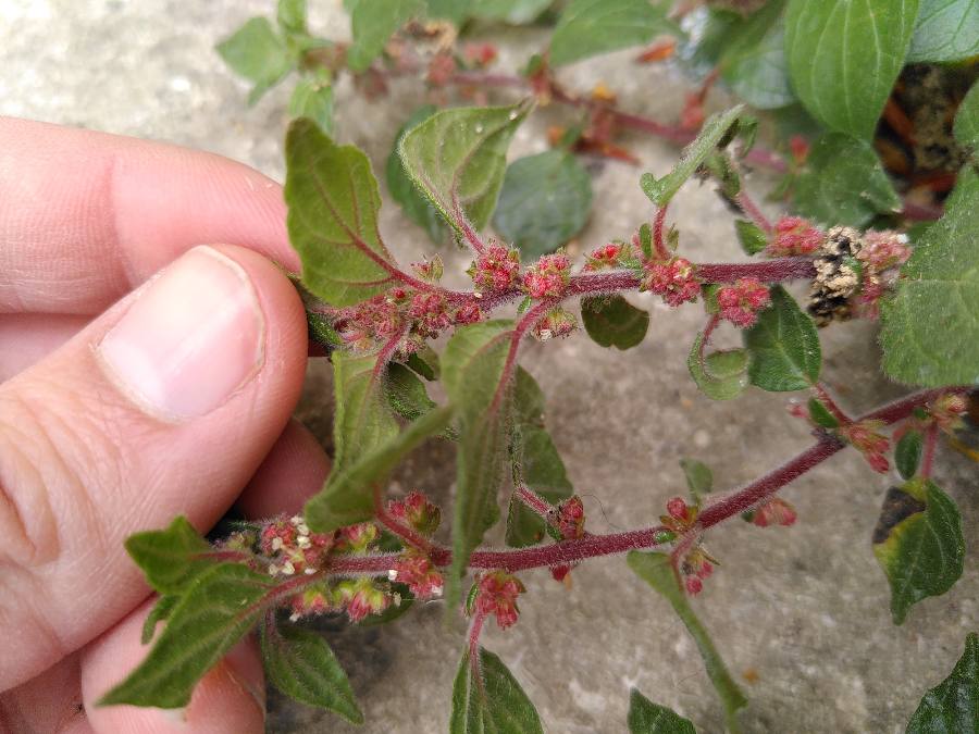 Annexe Parietaria_judaica_vue_tige_fleurs.JPEG