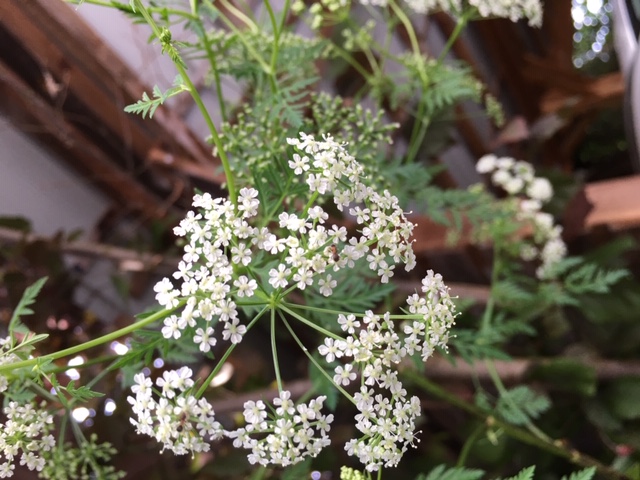 Annexe fleur cig 2.JPG