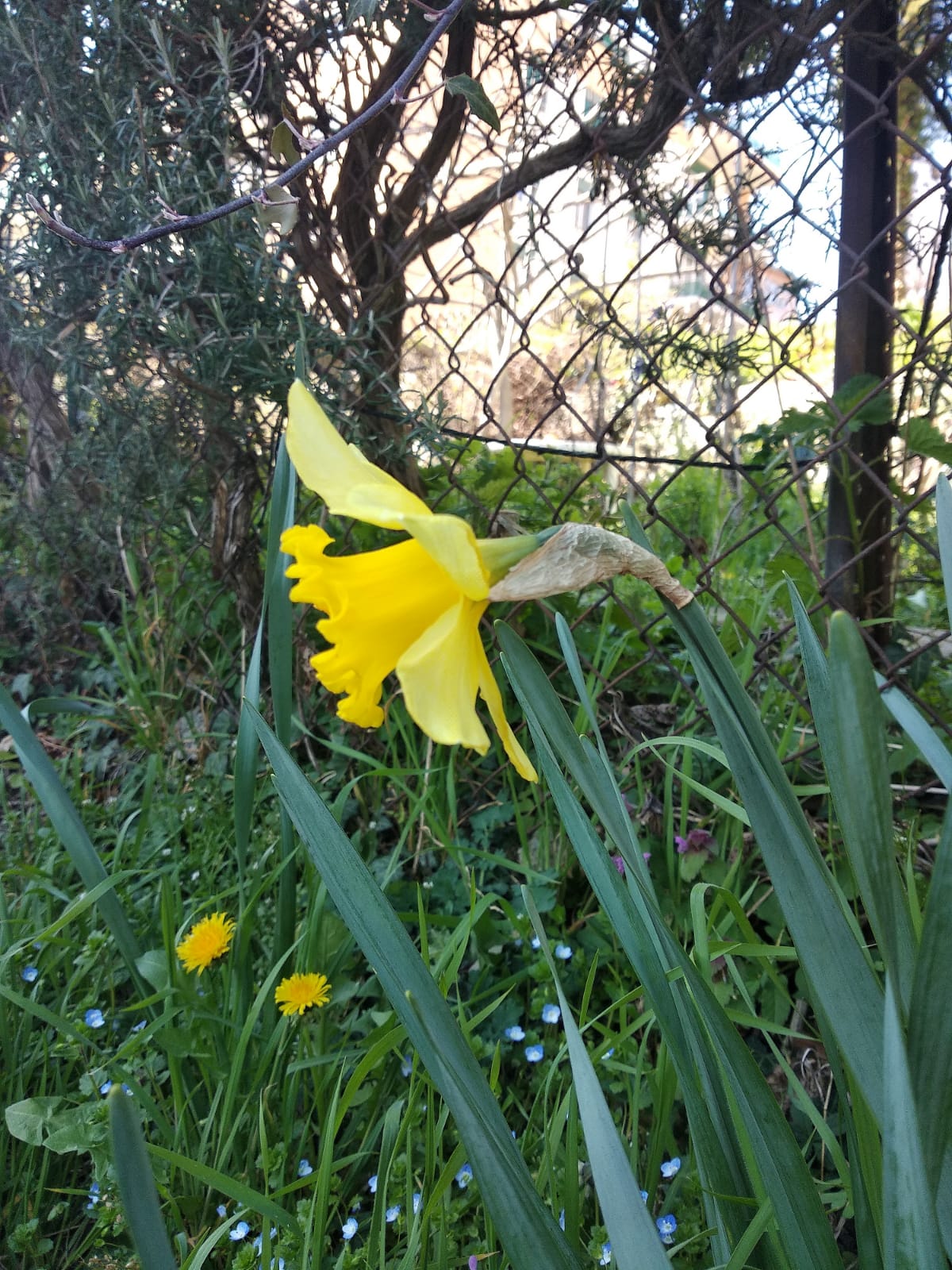 Annexe Fleur_profil.jpeg