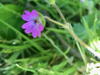 Annexe Fleur geranium profil.jpg