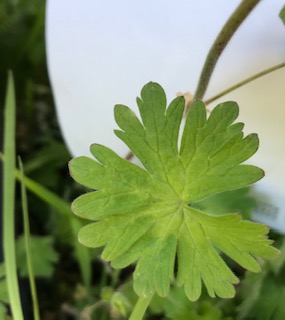 Annexe feuille du geranium mou.jpg