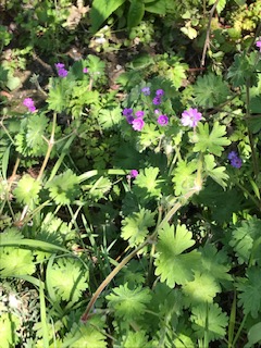 Annexe geranium mou vue globale.jpg