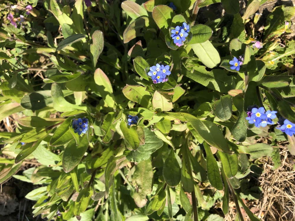 Annexe ACTIVITE myosotis 1.jpg