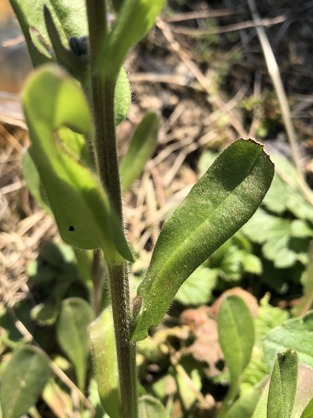 Annexe ACTIVITE myosotis 3.jpg