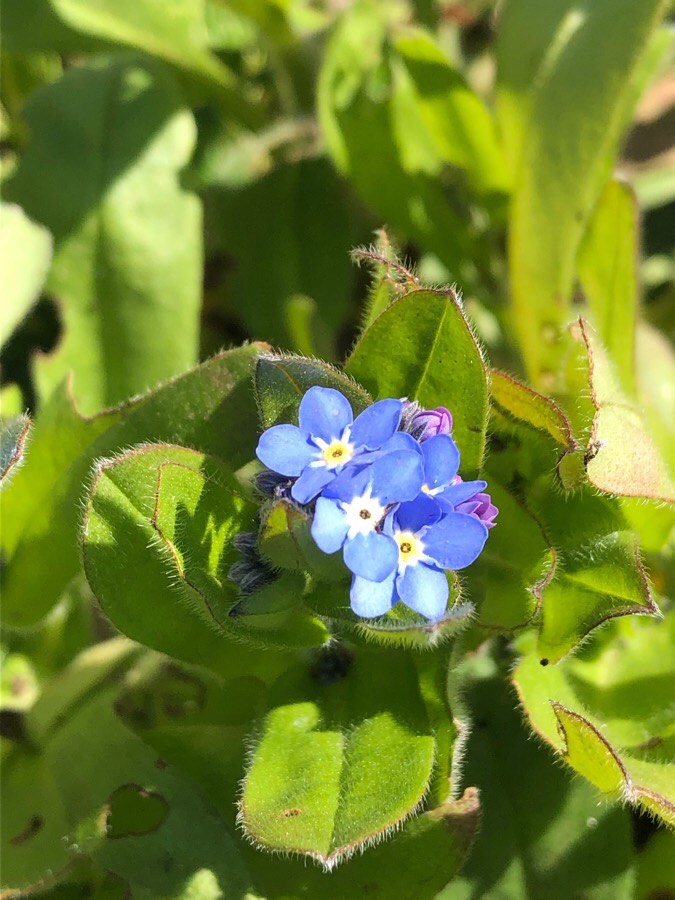 Annexe ACTIVITE myosotis 4.jpg