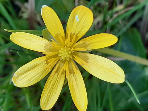 Annexe Fleur du dessus.jpg