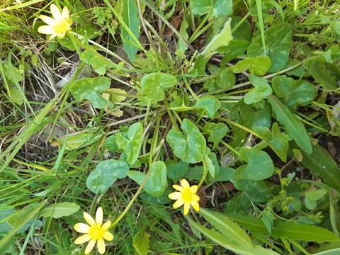 Annexe Plante dans son ensemble.jpg