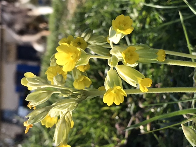 Annexe 8965C0C2-48A0-42ED-BA26-680D5CBBA858.jpeg