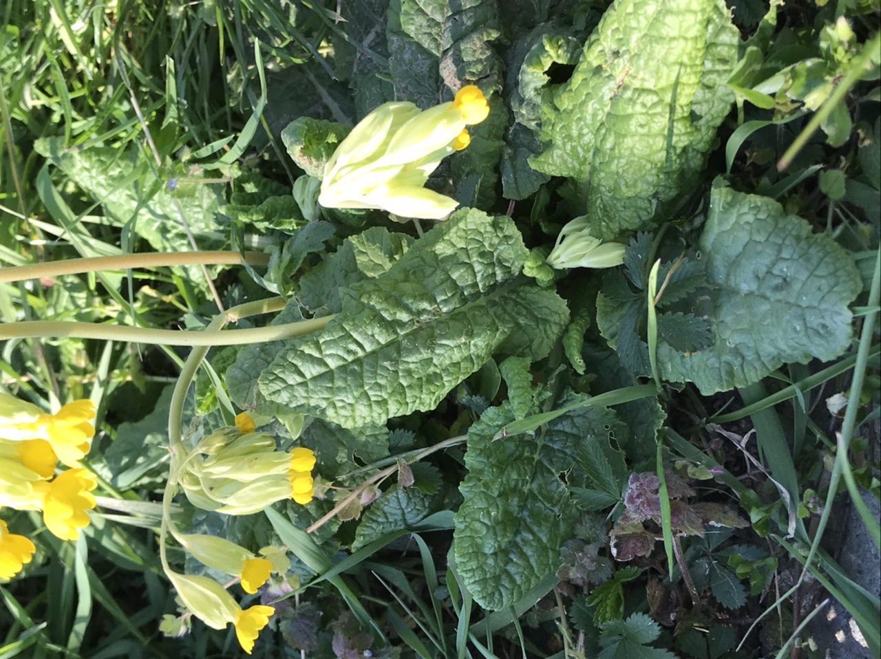 Annexe F1FC211D-05EB-4076-9796-74DE4964F7BE.jpeg