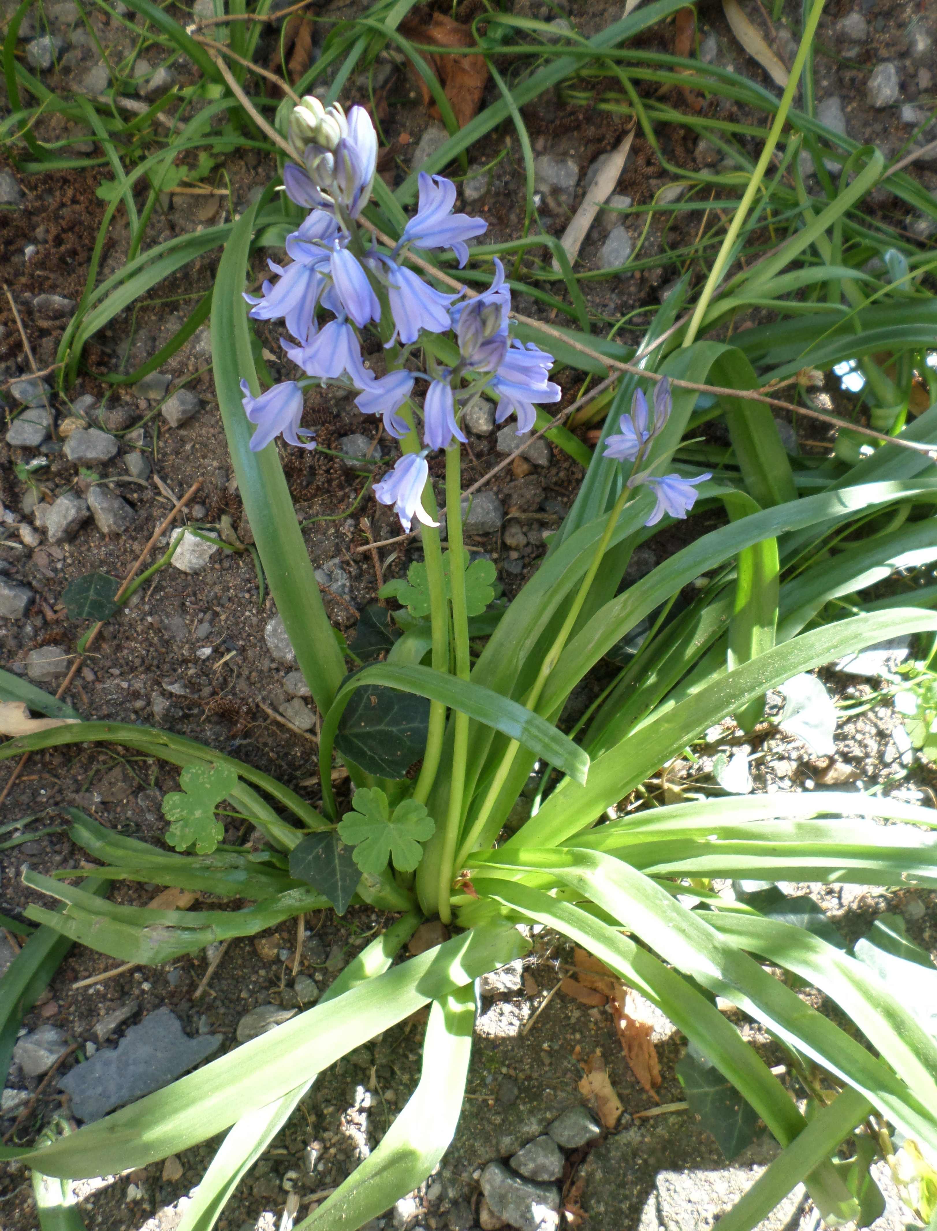 Annexe Jacinthe All3.jpeg