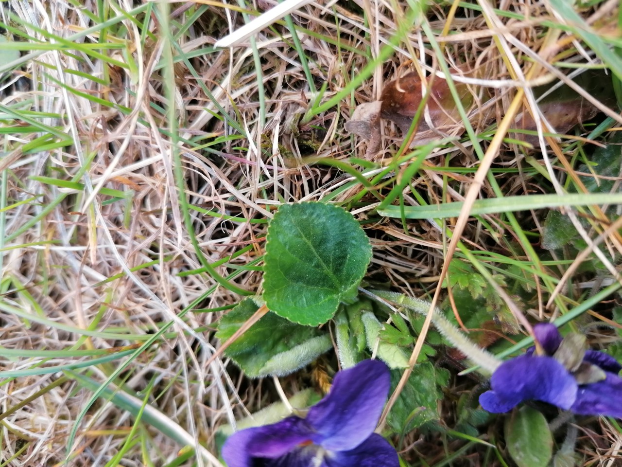 Annexe Violette Feuille.jpg