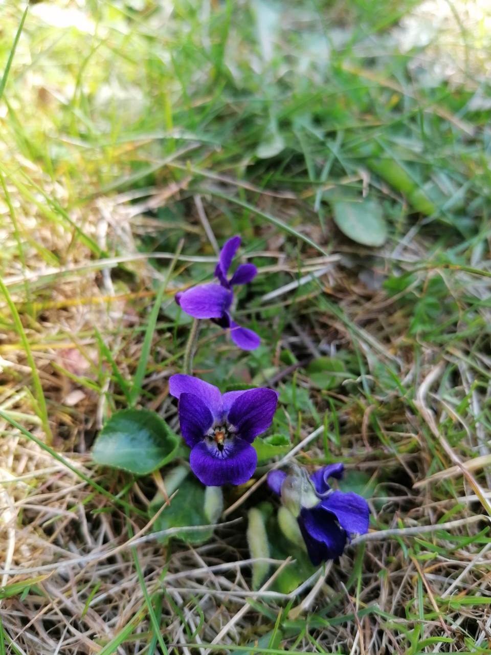 Annexe Violette Fleur.jpg