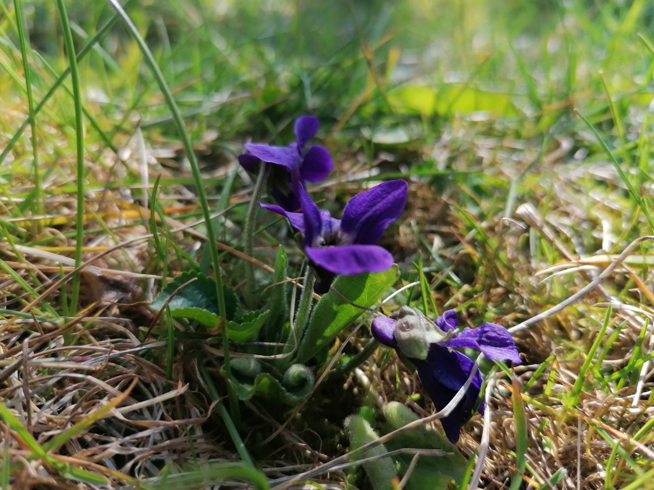 Annexe Violette Profil.jpg