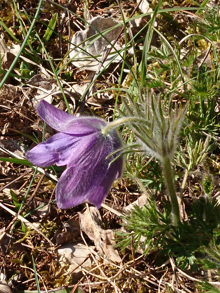 Annexe IMG_5701 - 2.jpg