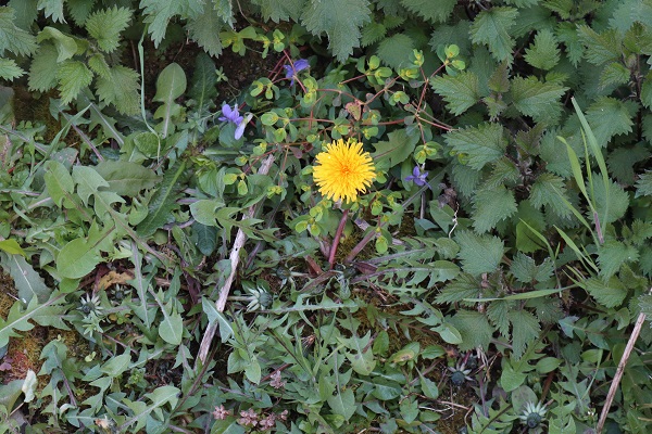 Annexe OK IMG_2762.jpg