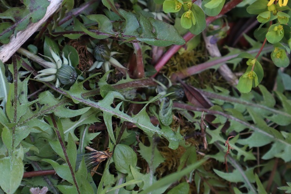 Annexe OK IMG_2763.jpg