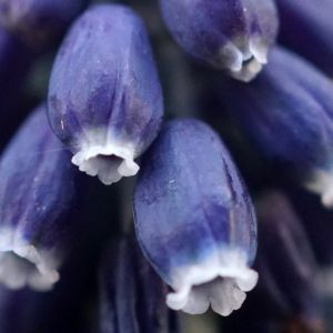 Annexe img002348966CRS.jpg