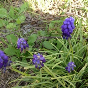 Annexe img002353936CRS.jpg