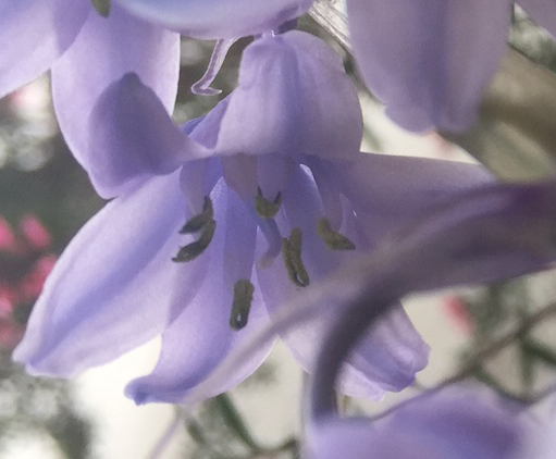 Annexe IMG_2048_1.jpg