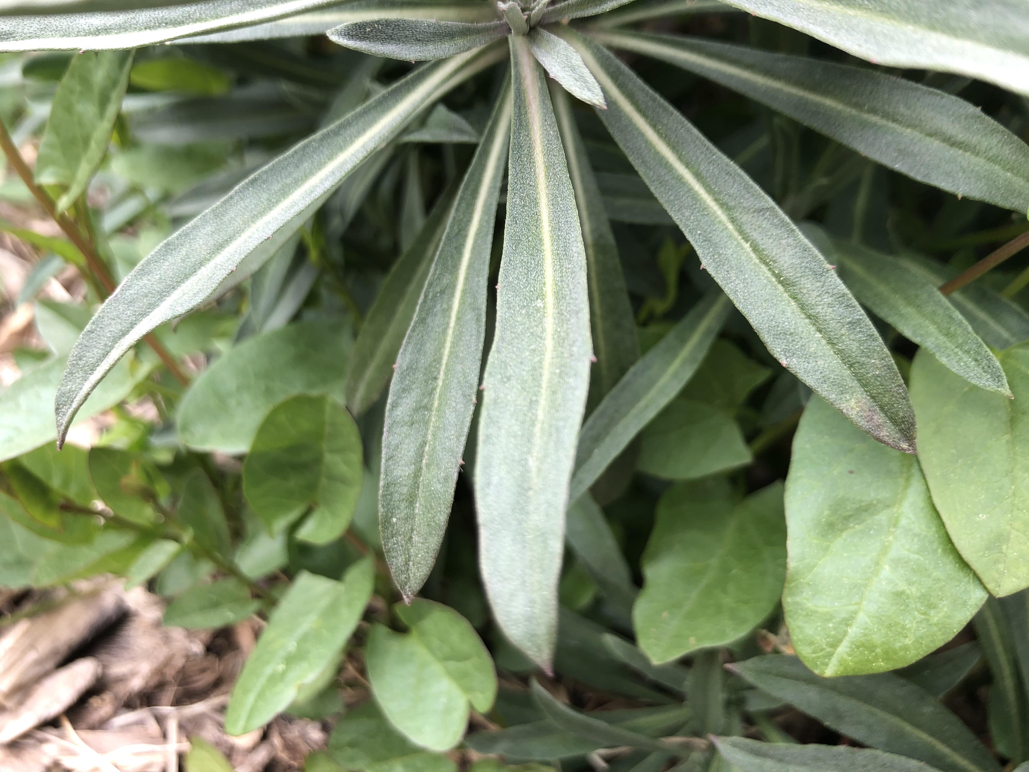 Annexe IMG_0437-min.JPG