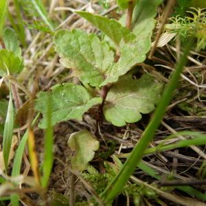 Annexe Veronica chamaedrys_feuilles.jpg