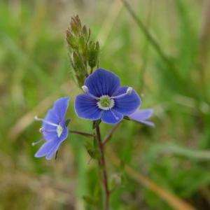 Annexe Veronica chamaedrys_fleur.jpg