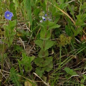 Annexe Veronica chamaedrys_vue densemble.jpg