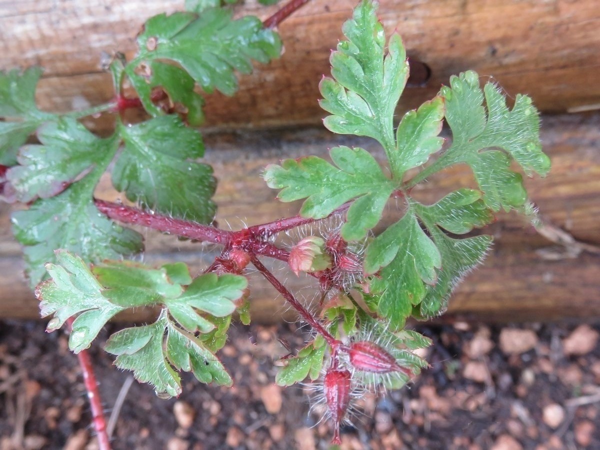 Annexe Geranium robertianum - Feuilles et fruits.JPG