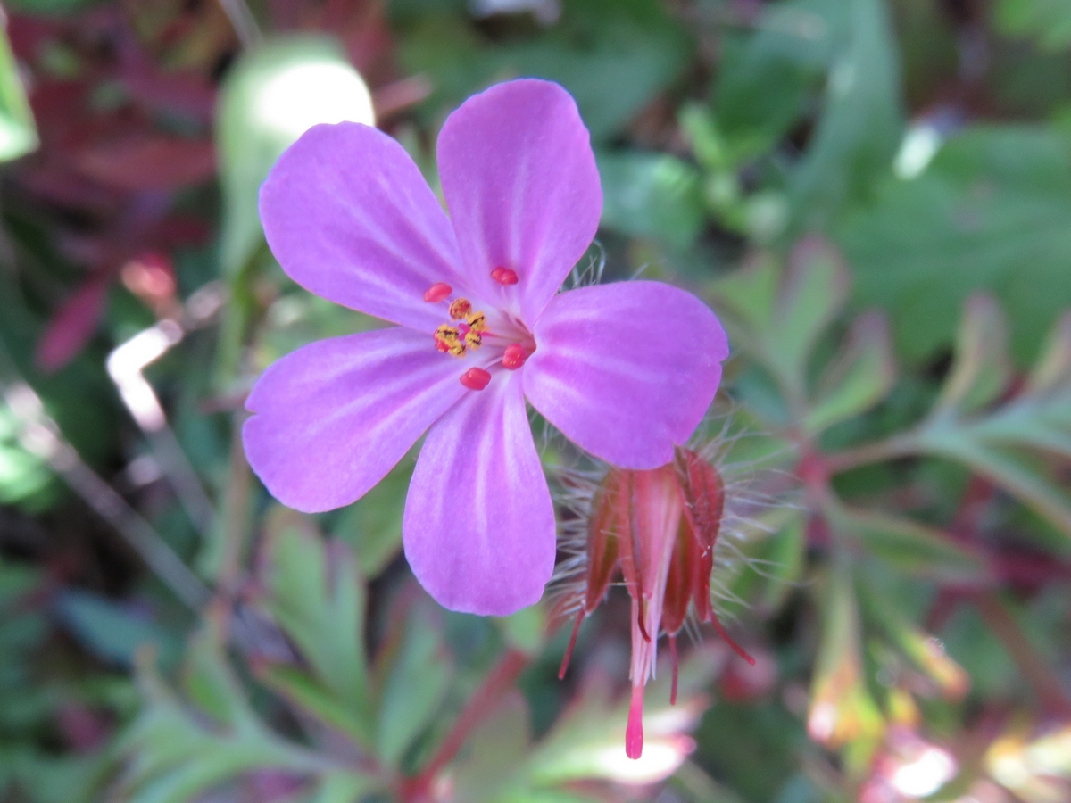 Annexe Geranium robertianum - Fleur et fruit.JPG