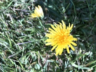 Annexe pissenlit  (1).jpeg