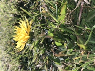 Annexe pissenlit .jpeg